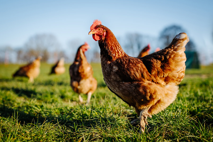 Cocotine s&rsquo;engage dans des élevages de poules au sol mieux-être animal, alignés avec la RSE d&rsquo;Eureden.