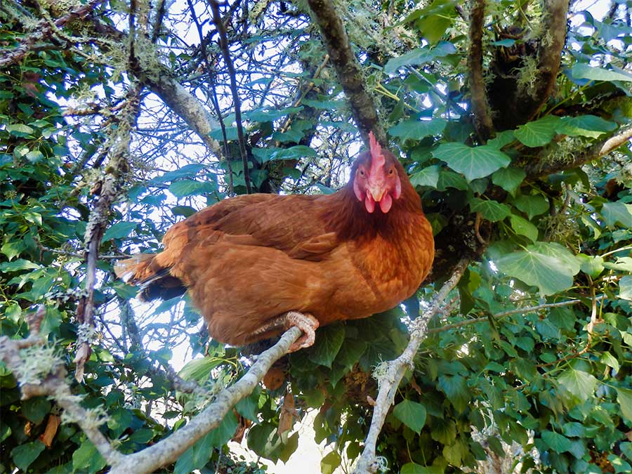 poule-arbre_article BEA_La-qualite-aimentaire-oeufs