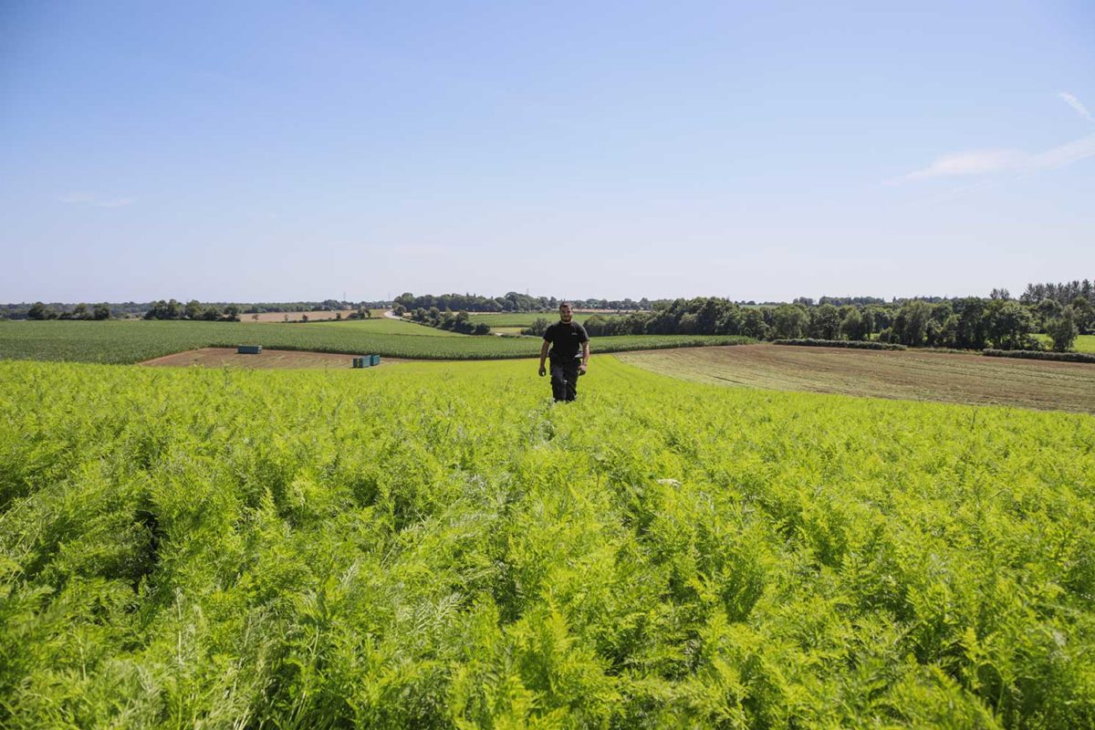 Producteurs-carottes