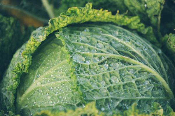 Organic agriculture cabbage with water drops