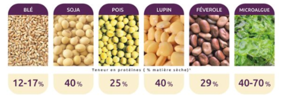 article-proteines-vege-ephemere-ou-demande1