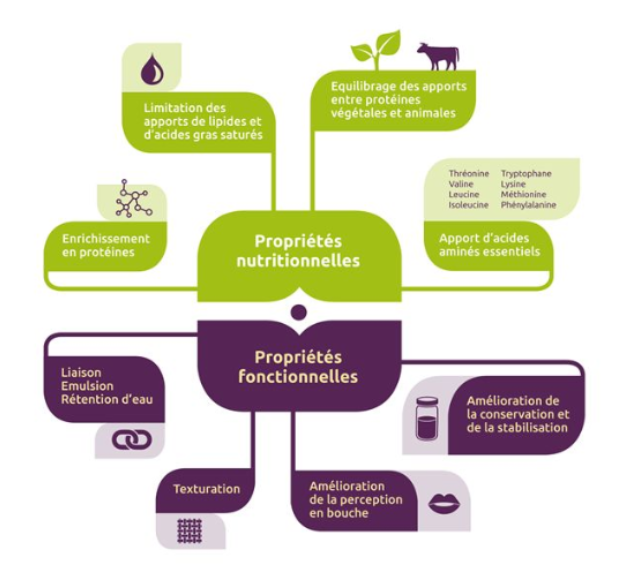 article-proteines-vege-ephemere-ou-demande2