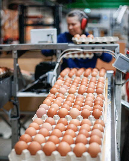 EUREDEN_31102023_FERME-DE-KERVENACH_142_ferme-kervenarch-+-oeufs-+-conditionnement-